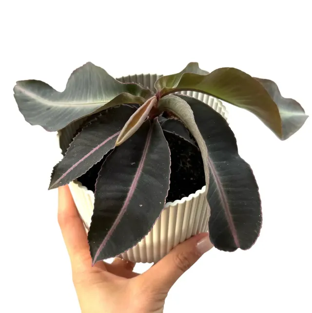 Plant and Stories Labisia Pumila plante pot 12 cm veinée