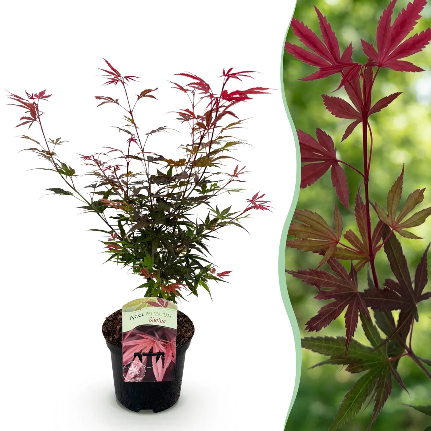 Plant and Stories Érable Shaina arbuste 1 plant pourpre compact