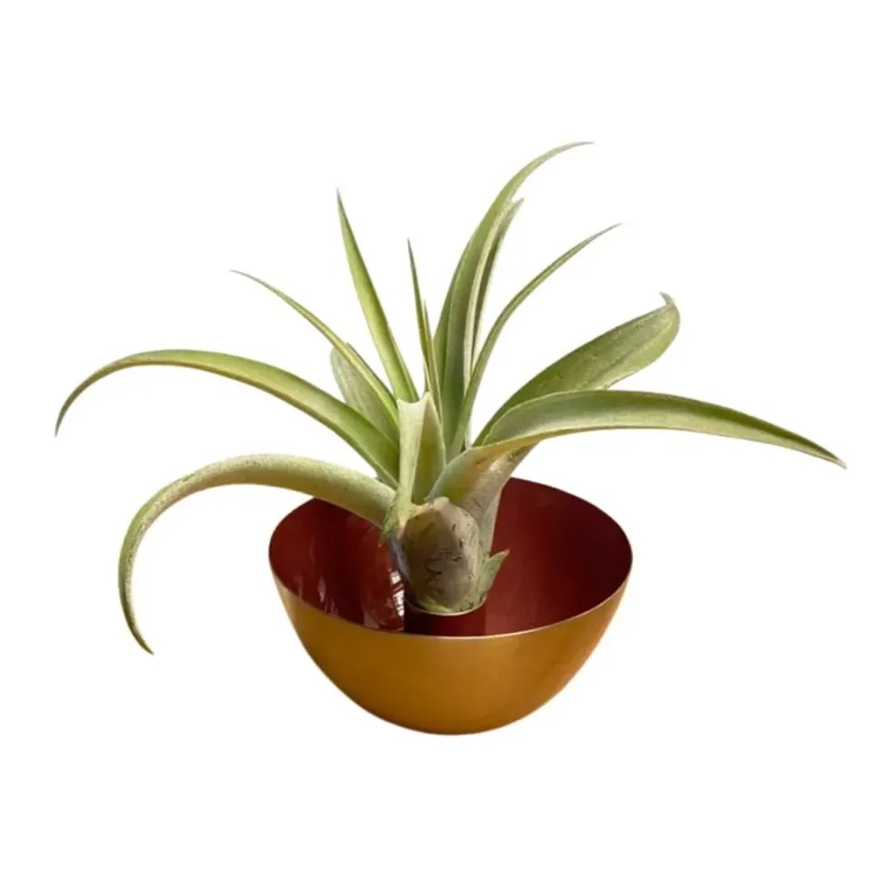 Airplantshop Candle Holder terracotta bougeoir + plante