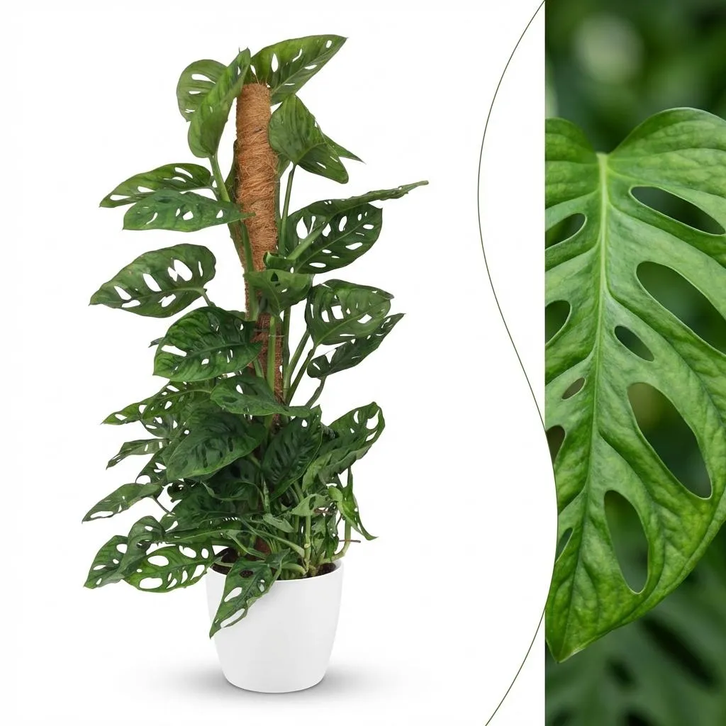 Plant and Stories Monstera Adansonii Monkey Mask plante 90cm tuteur coco
