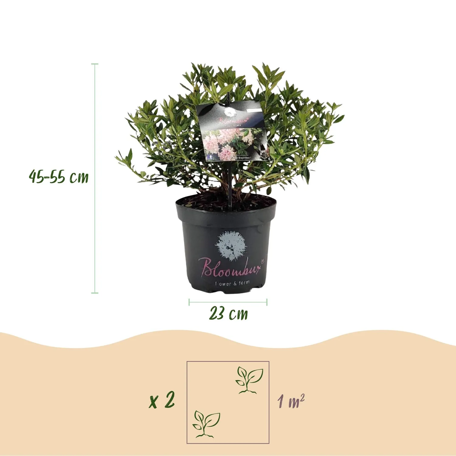 Plant and Stories Bloombux Light Pink rhododendron rose 23cm