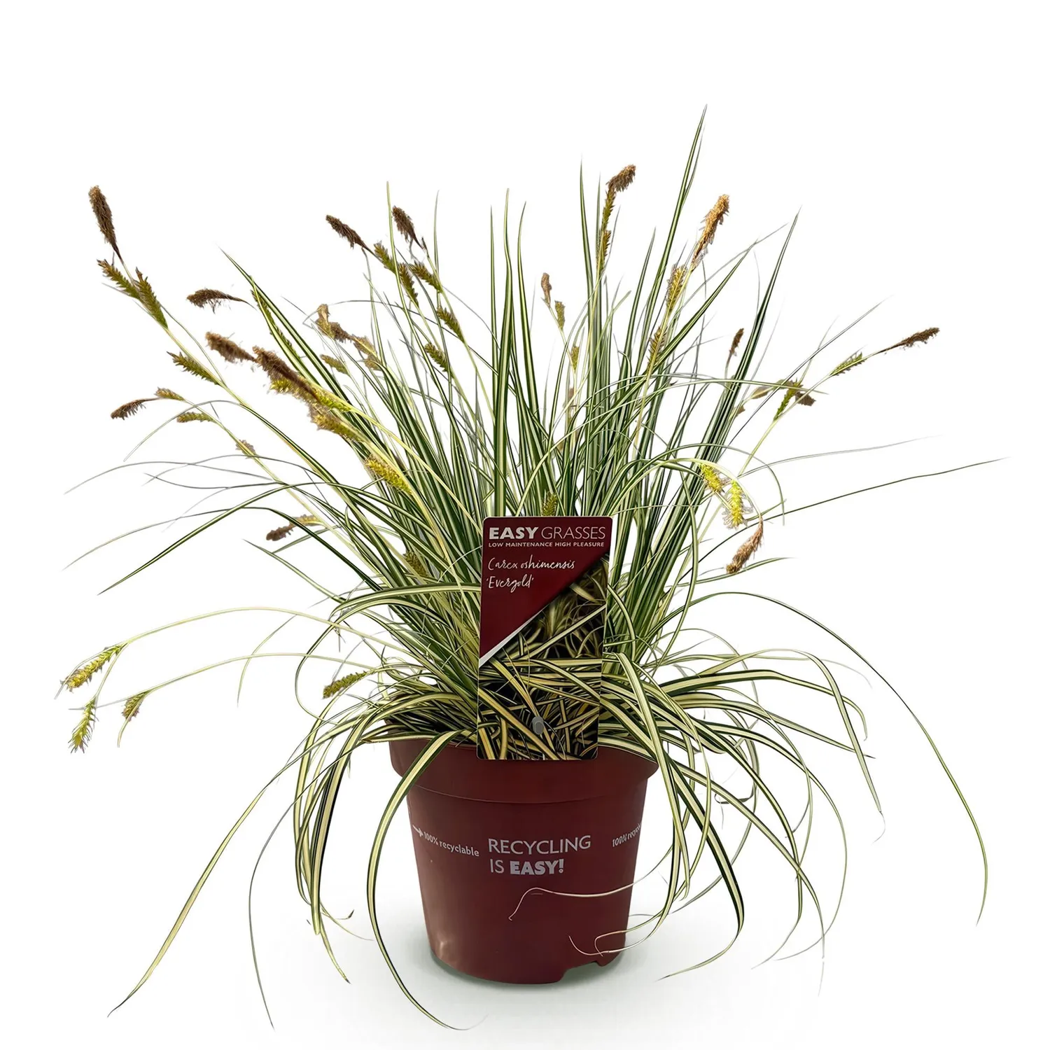 Plant and Stories Laîche Evergold Carex graminée pot 17cm 50cm