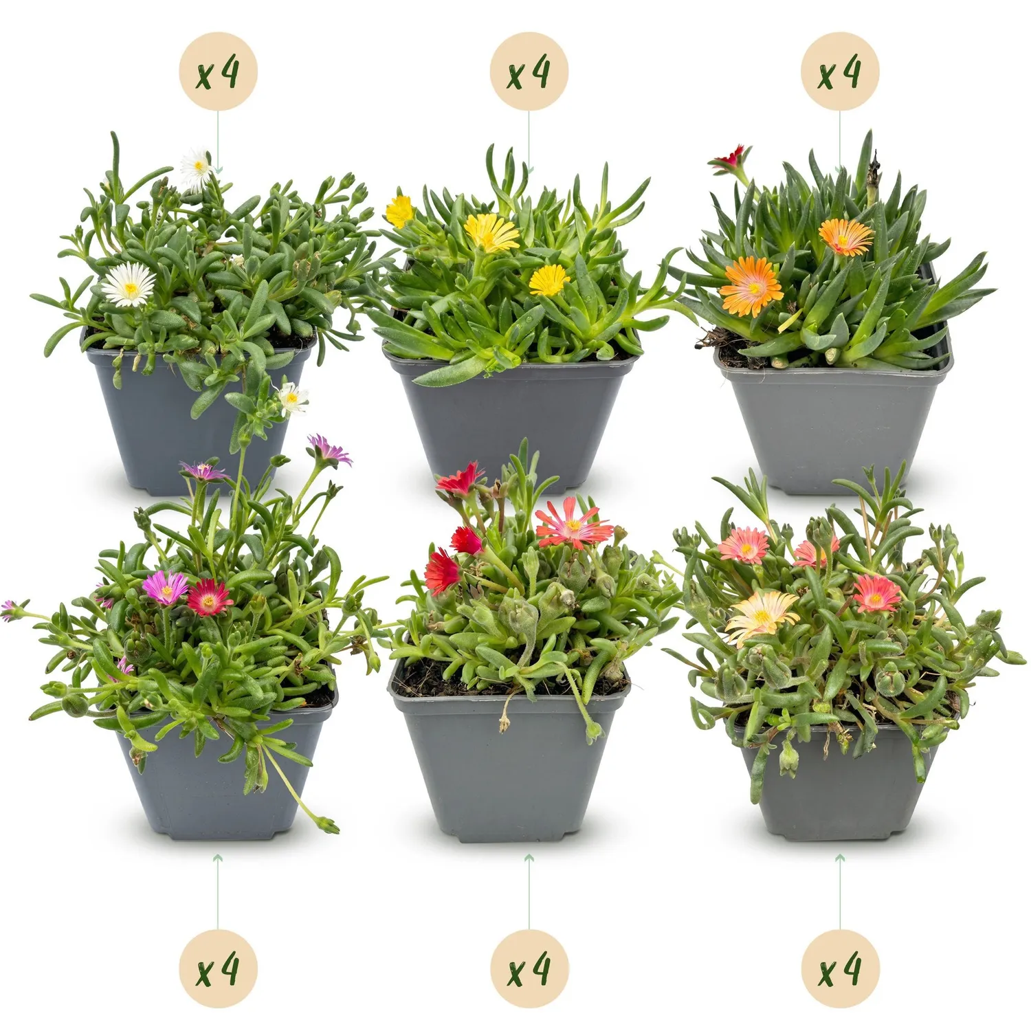Plant and Stories Delosperma pourpier vivace couvre-sol 6 plants fleuri