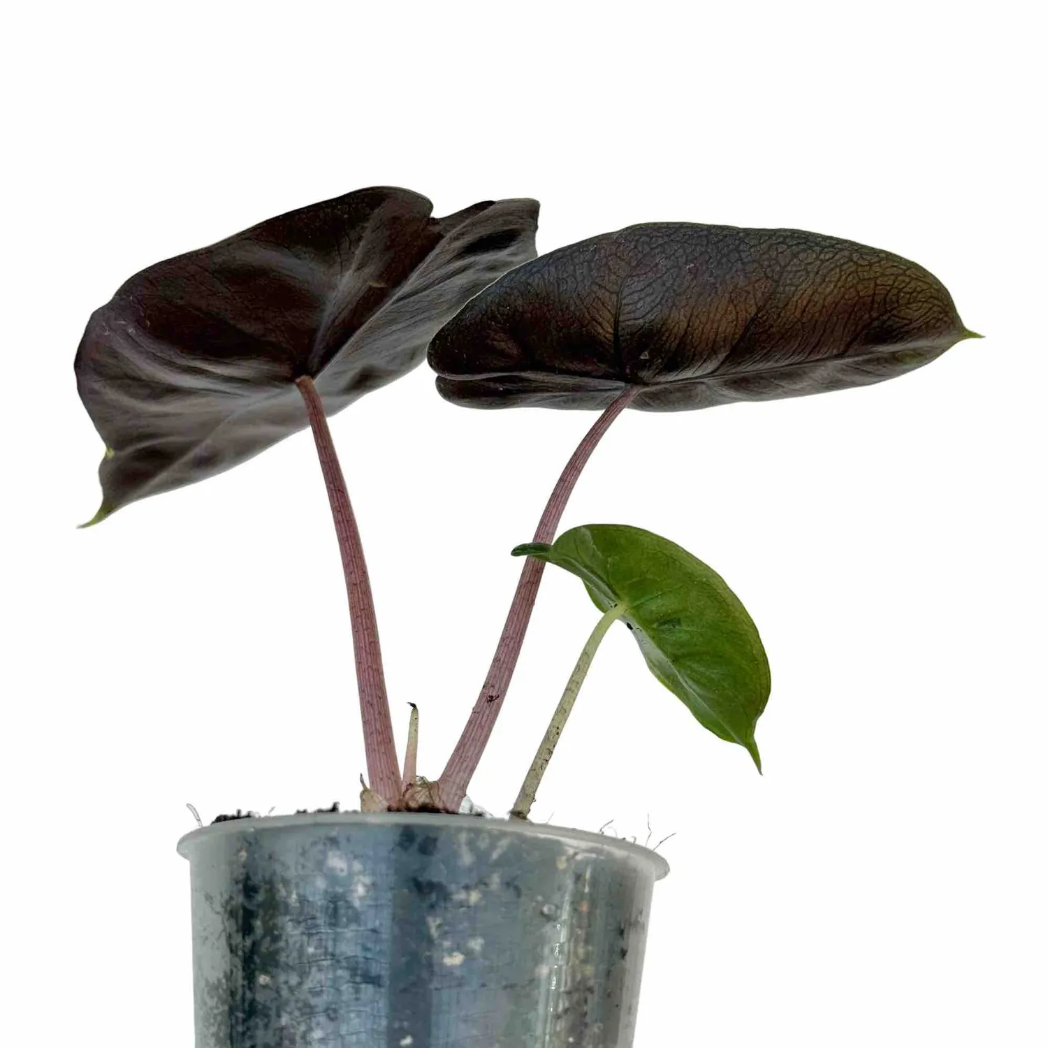 Plant and Stories Alocasia Pink Dragon plante intérieur pot 6 cm