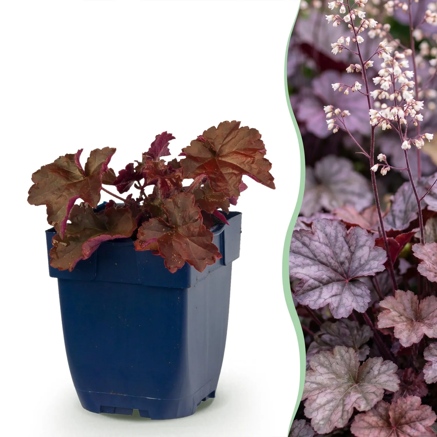 Plant and Stories Heuchère Palace Purple vivace pot 11 cm 1 plant