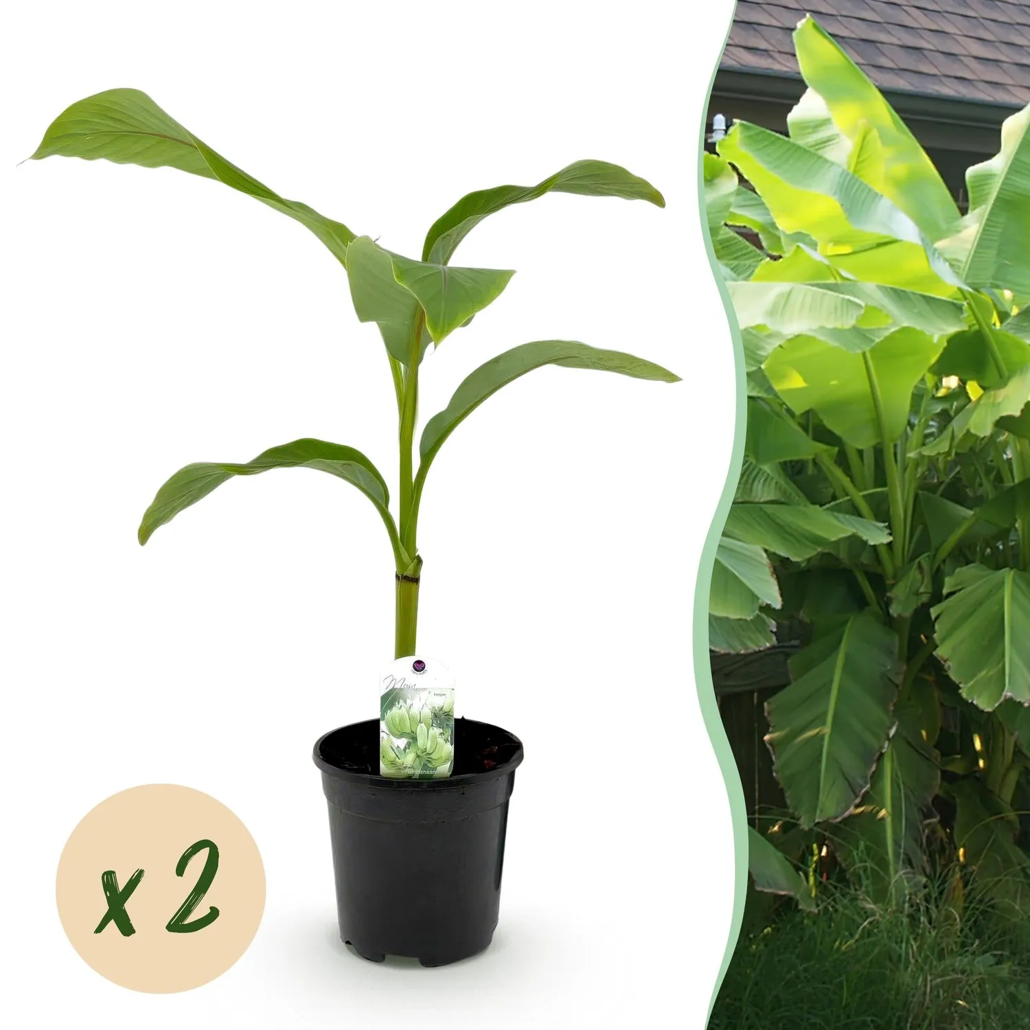 Plant and Stories Musa Basjoo bananier pot 17cm rustique