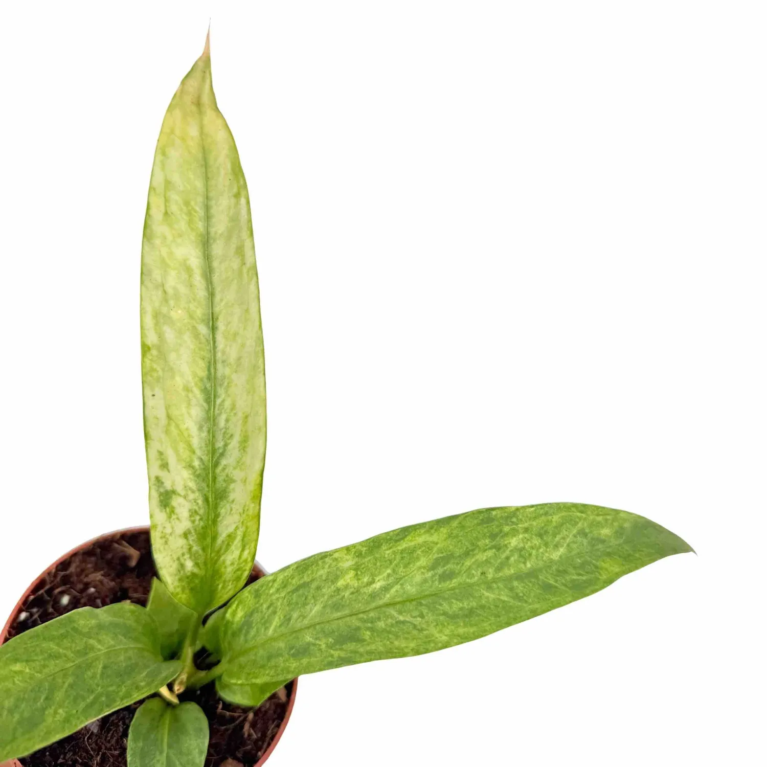 Plant and Stories Anthurium Vittarifolium Variegata plante pot 7 cm