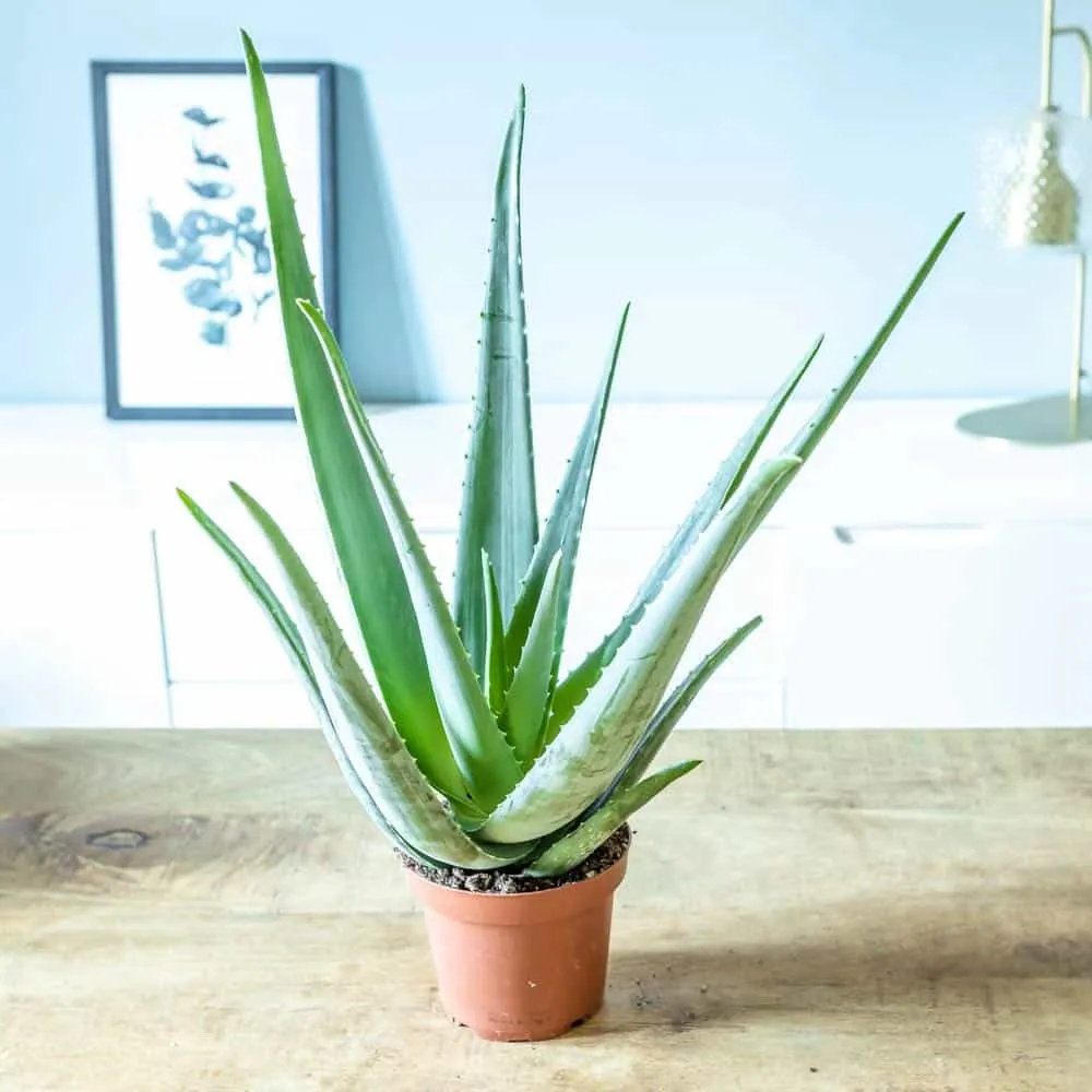 Réconciliation Végétale Axel Aloe Vera plante grasse pot D14