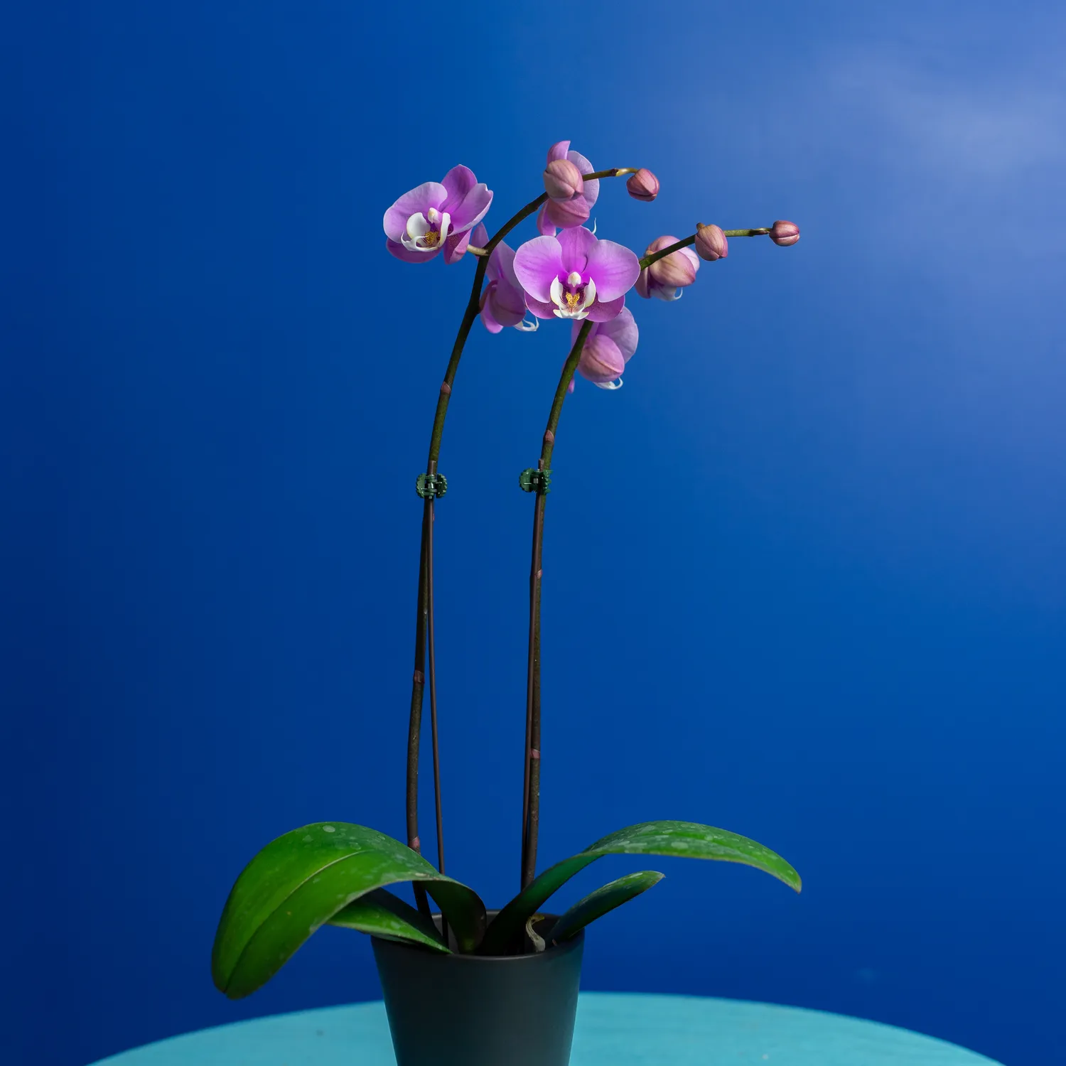 Orchidées de Prestige Brut Sauvage 3 orchidée compacte