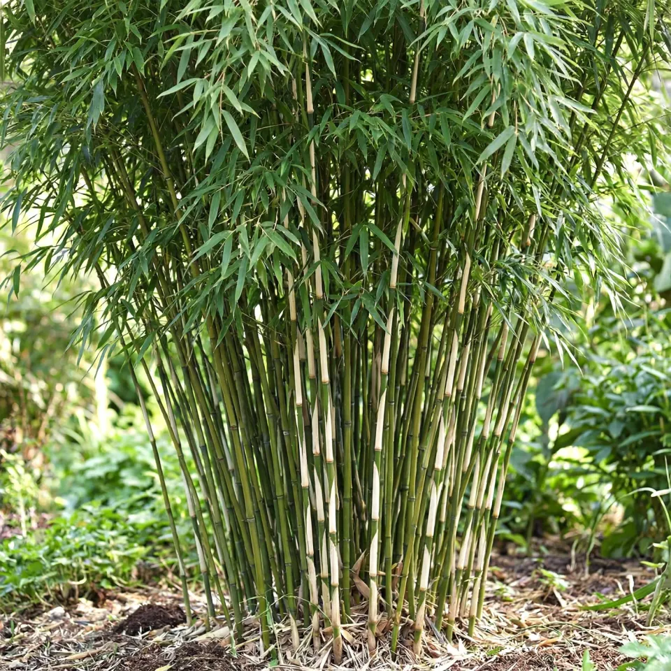 Plant and Stories Fargesia Pingwu bambou pot 14cm 2 plants