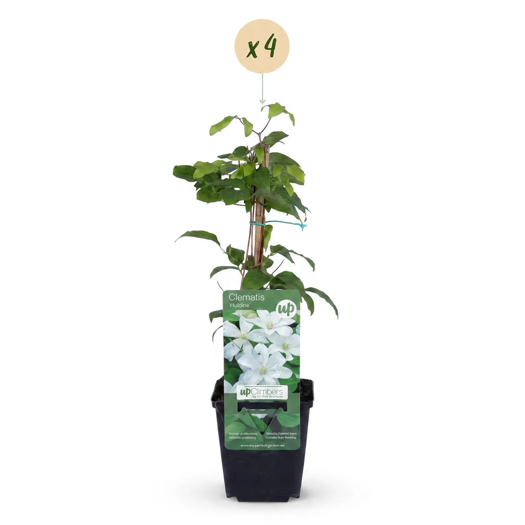 Plant and Stories Clématite Huldine grimpante blanche lot
