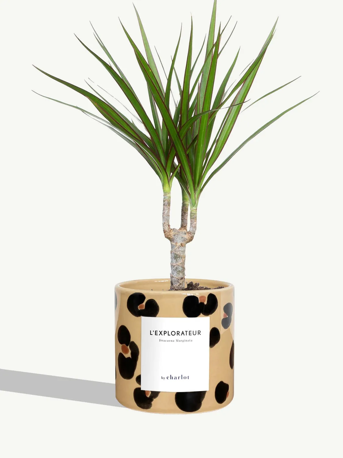 By Charlot L'Explorateur plante Dracaena Marginata S