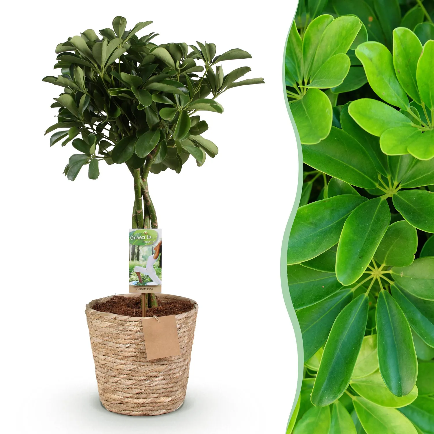 Plant and Stories Nora schefflera plante d'intérieur 70 cm lustré