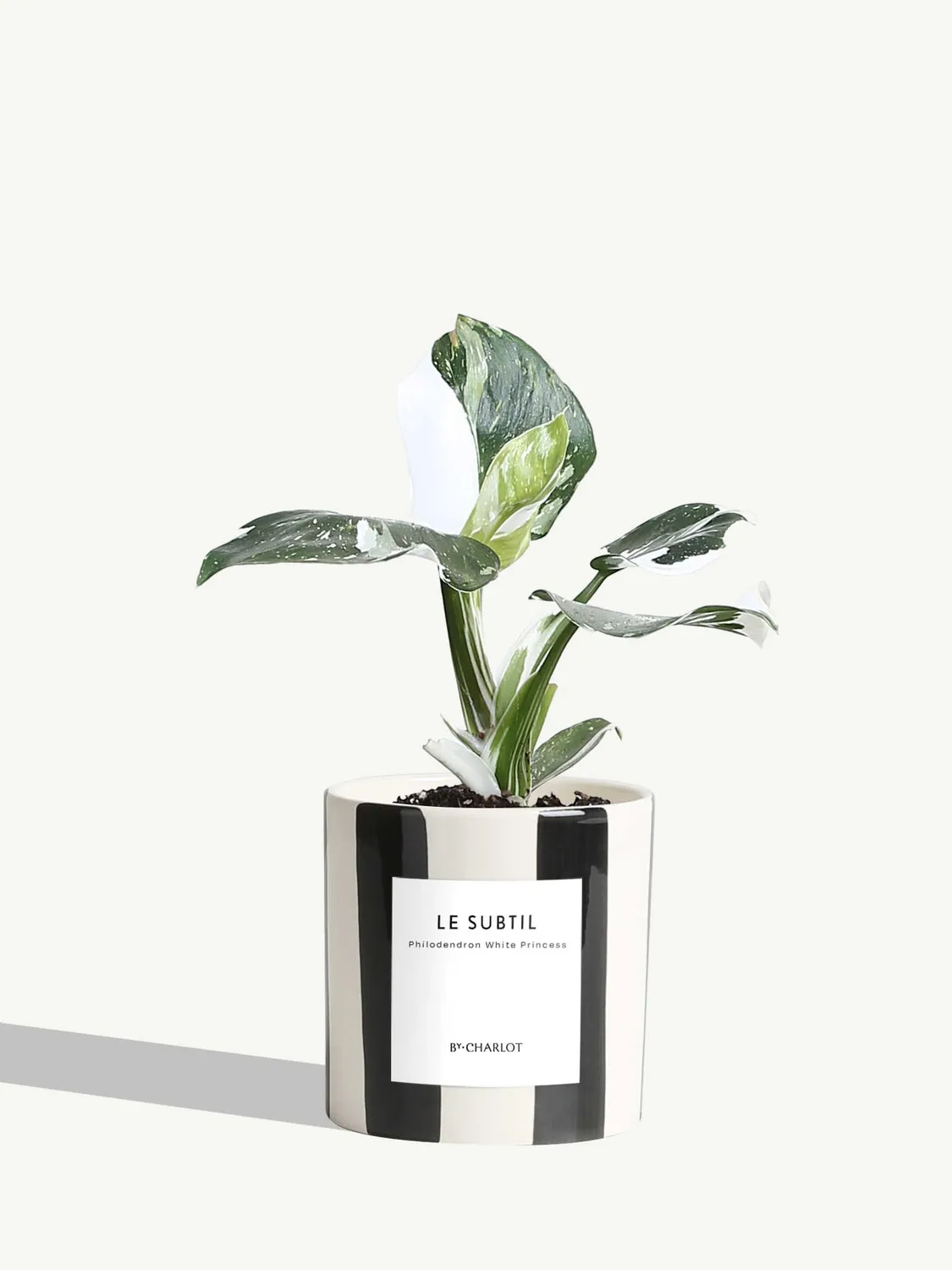 By Charlot Le Subtil Plante Facile Entretien Standard