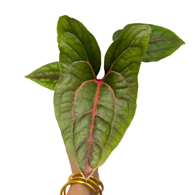 Plant and Stories Johnstonii cyrtosperma plante verte pot 8 cm