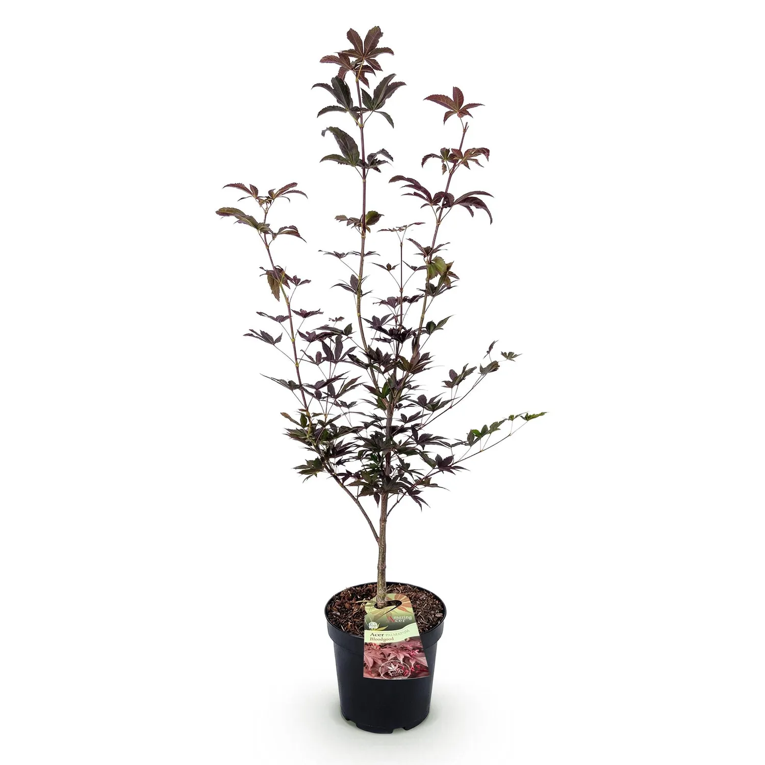 Plant and Stories Bloodgood érable du Japon arbuste pot 26cm pourpre