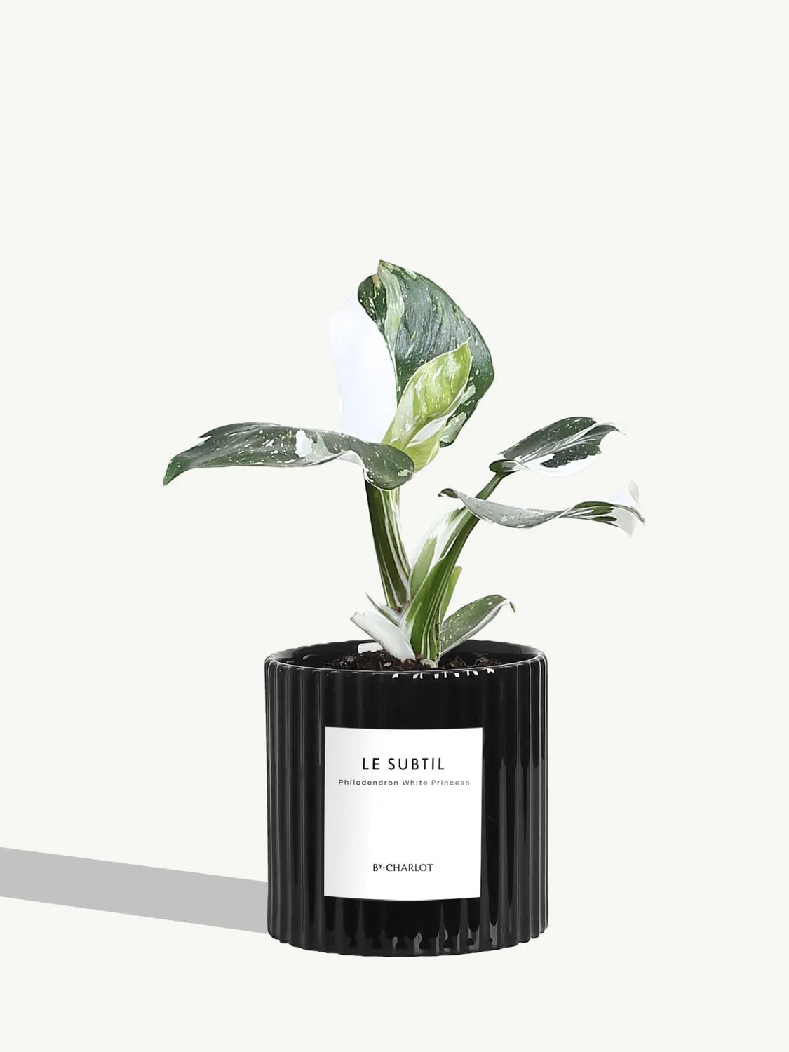 By Charlot Le Subtil Plante Facile Entretien Standard