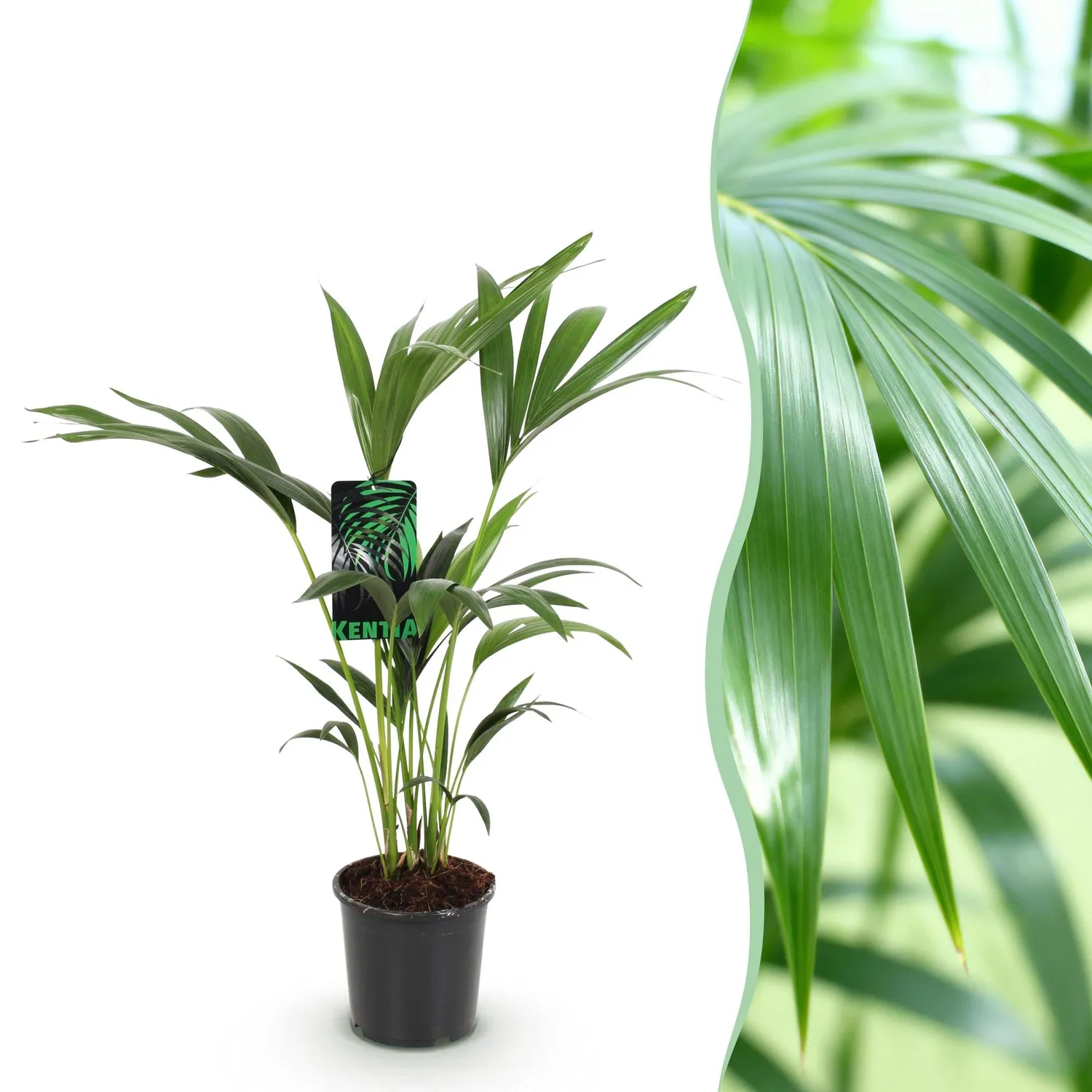 Plant and Stories Howea Forsteriana palmier pot 17 cm 70 cm Kentia