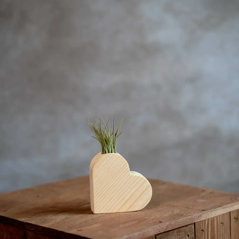 Airplantshop Cœur en Bois Plante Aérienne Tillandsia