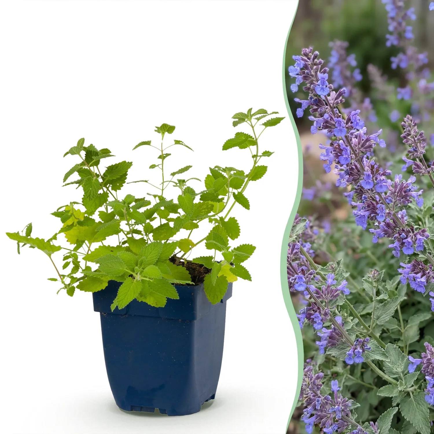 Plant and Stories Six Hills Giant népéta bleu 6 pots 11 cm