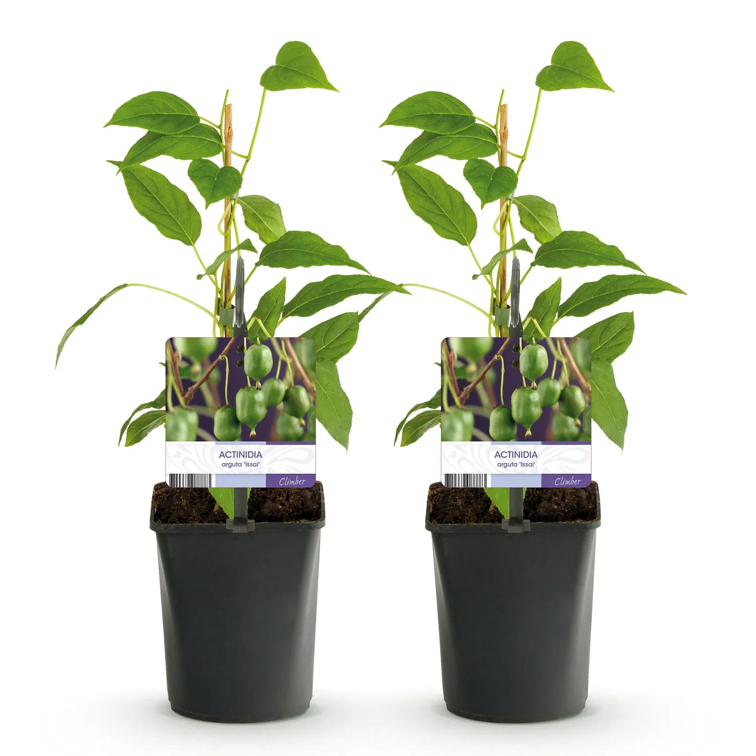 Plant and Stories Kiwi Issai autofertile lot 2 plants pot 11 cm