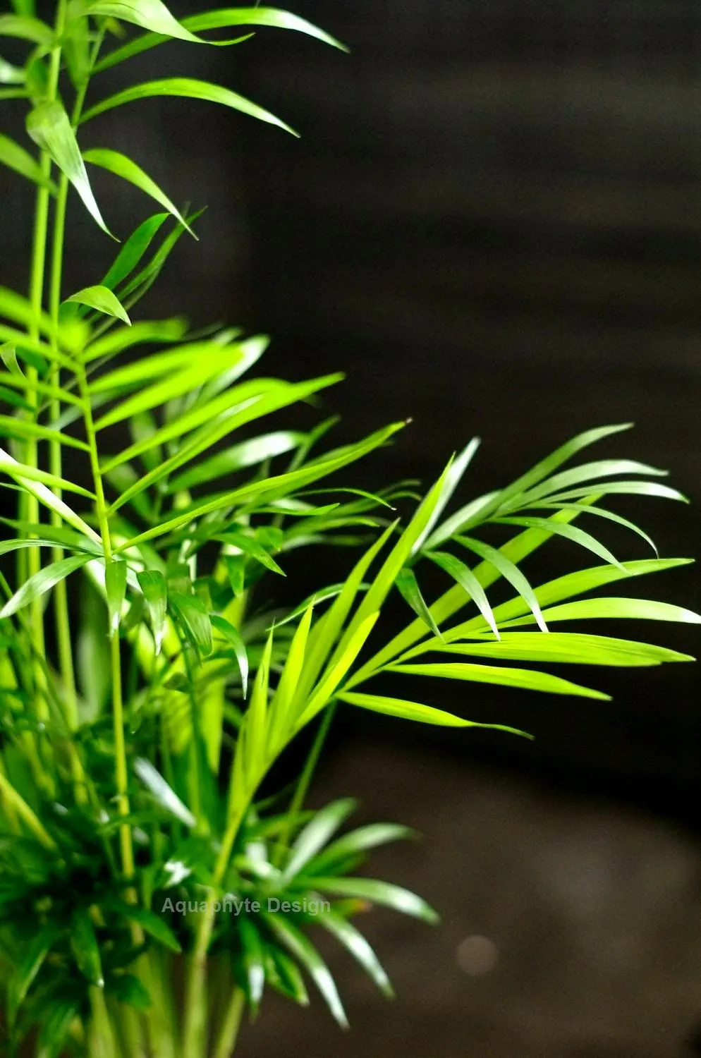 Aquaphyte Choco-Darien Ni kokedama palmier nain
