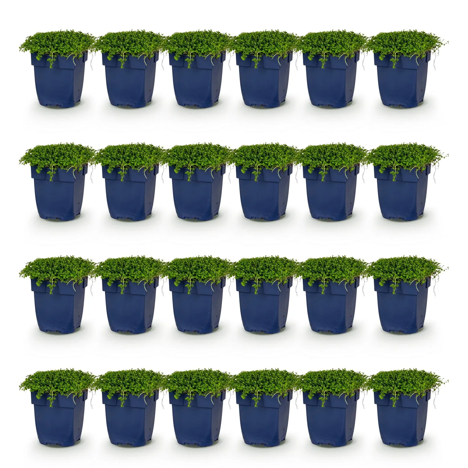 Plant and Stories Isotoma fluviatilis vivace 12 plants pot 11 cm