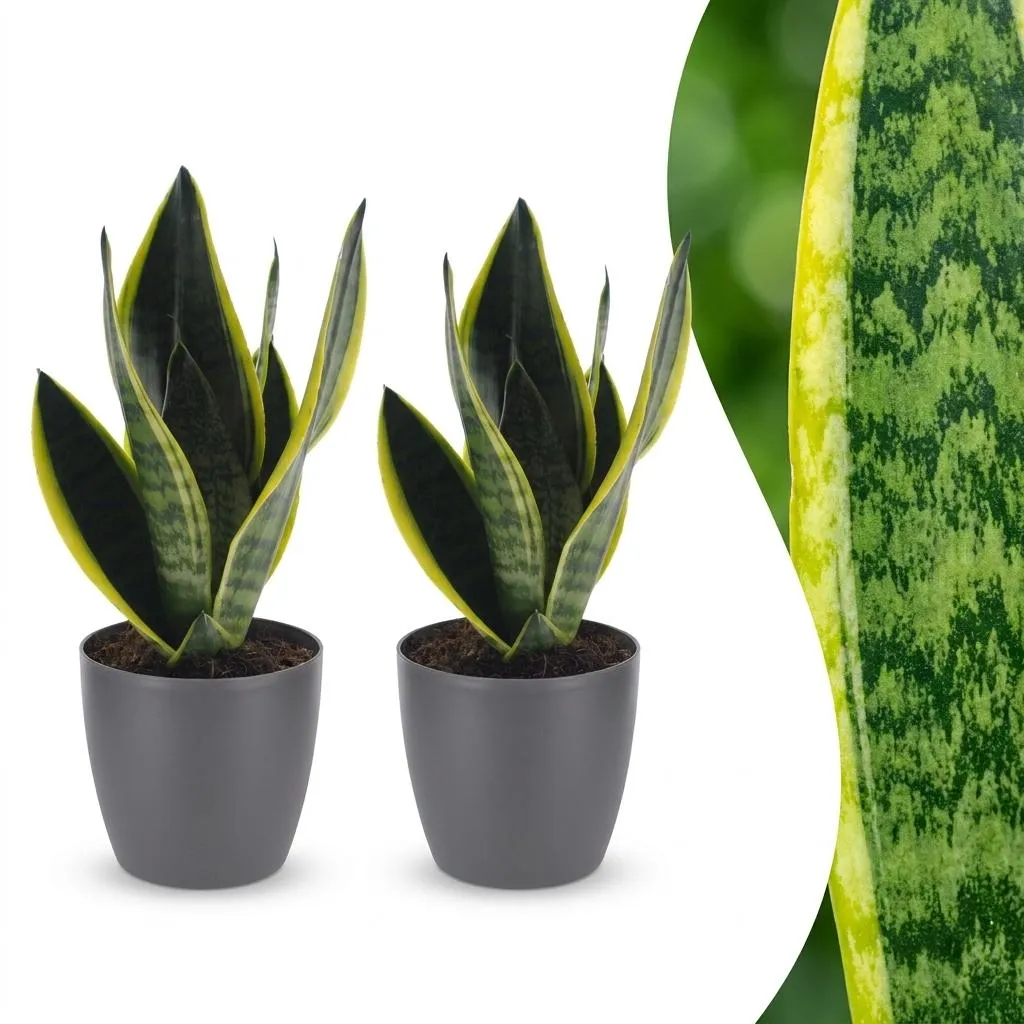 Plant and Stories Sansevieria Futura Superba langue belle-mère pot 12 cm