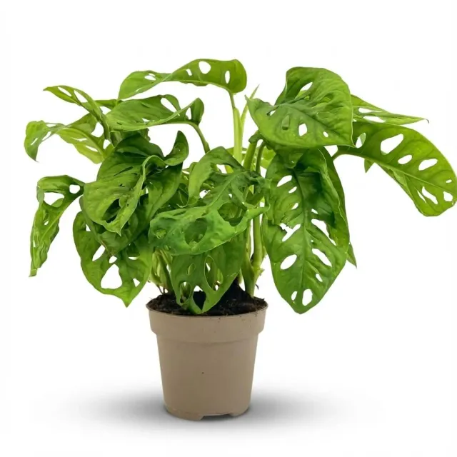 PLANT AND STORIES Monstera Adansonii Monkey Mask pot 12cm