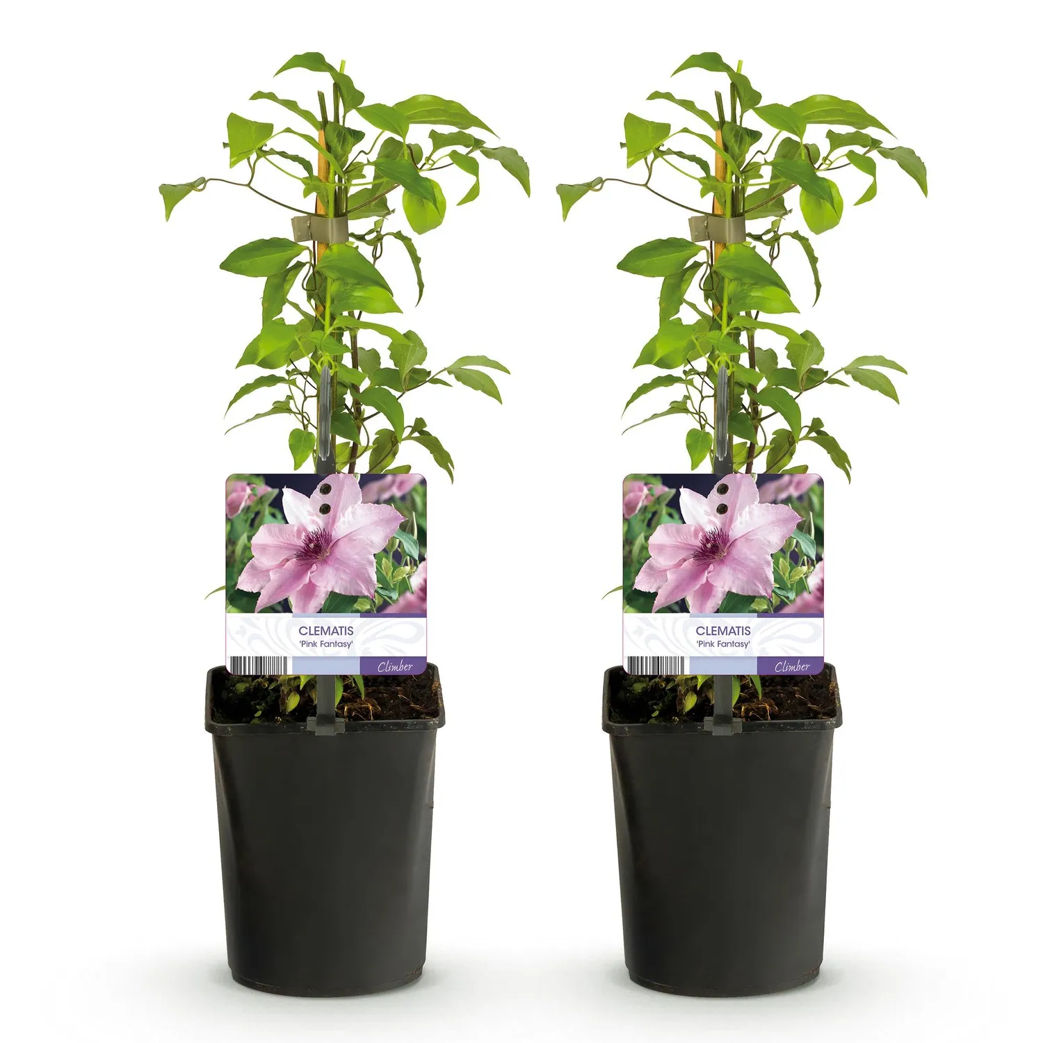 Plant and Stories Pink Fantasy clématite 2 plants rose