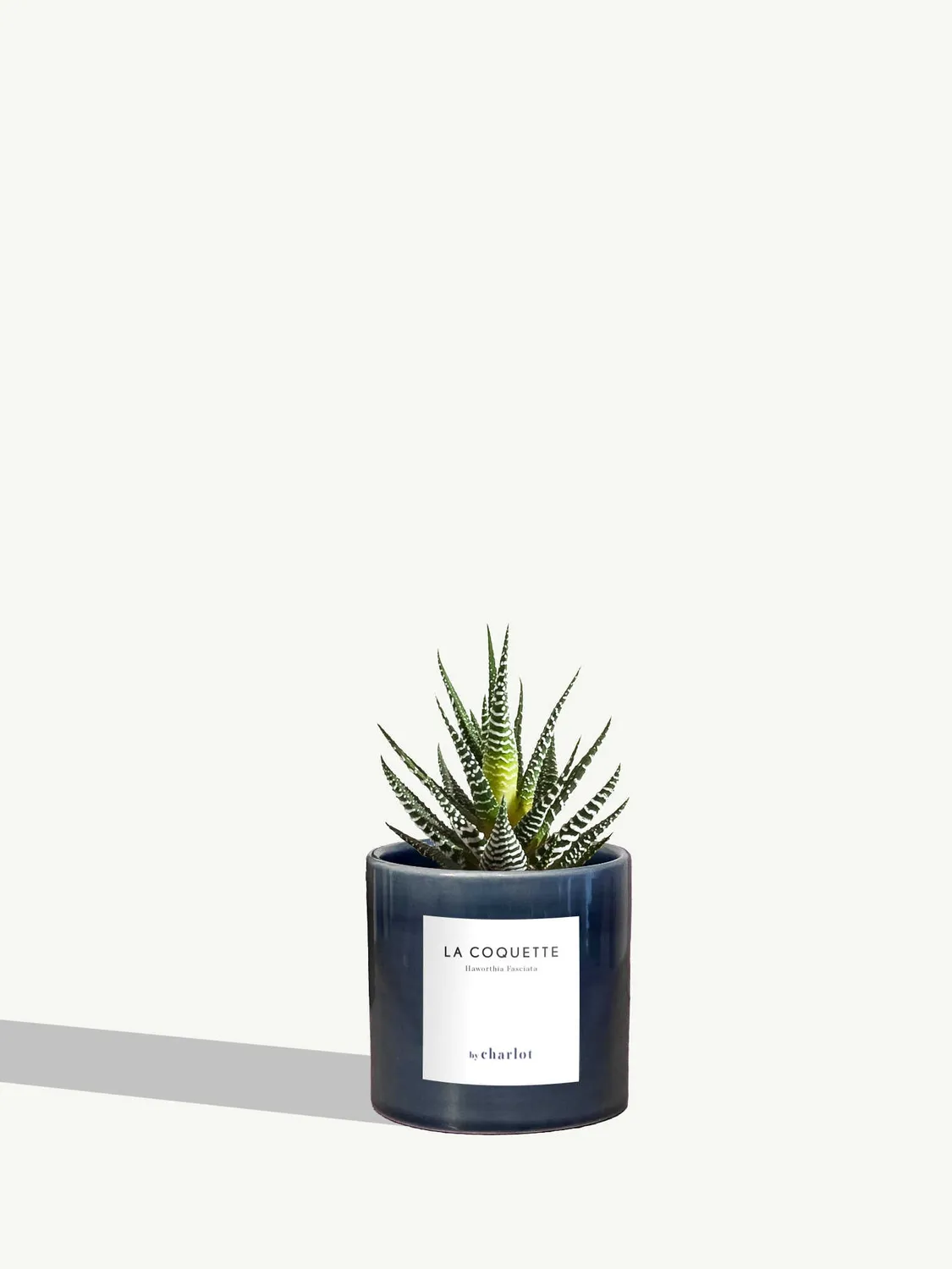 By Charlot La Coquette haworthia succulente pot 8 cm