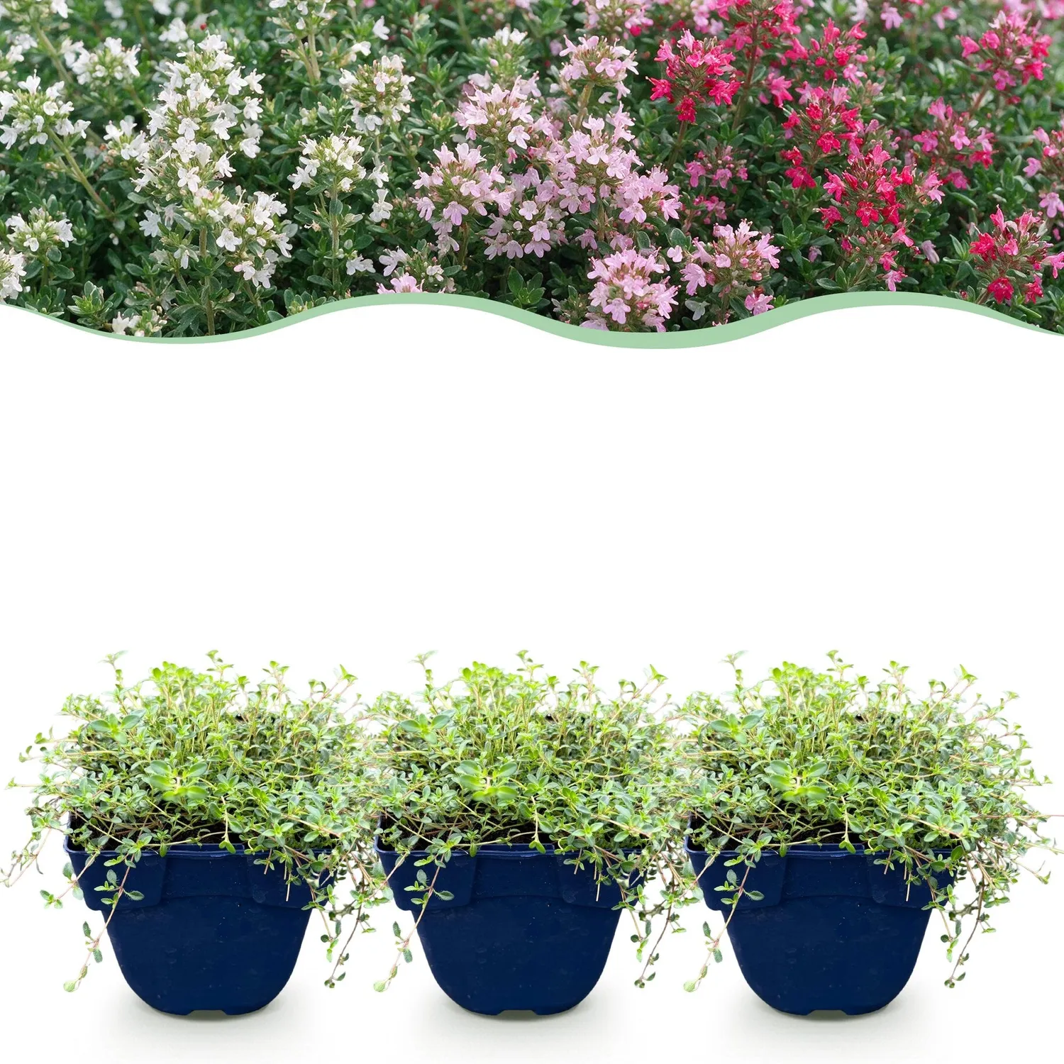 Plant and Stories Thym tricolore aromatique lot 6 pot 11 cm vivace