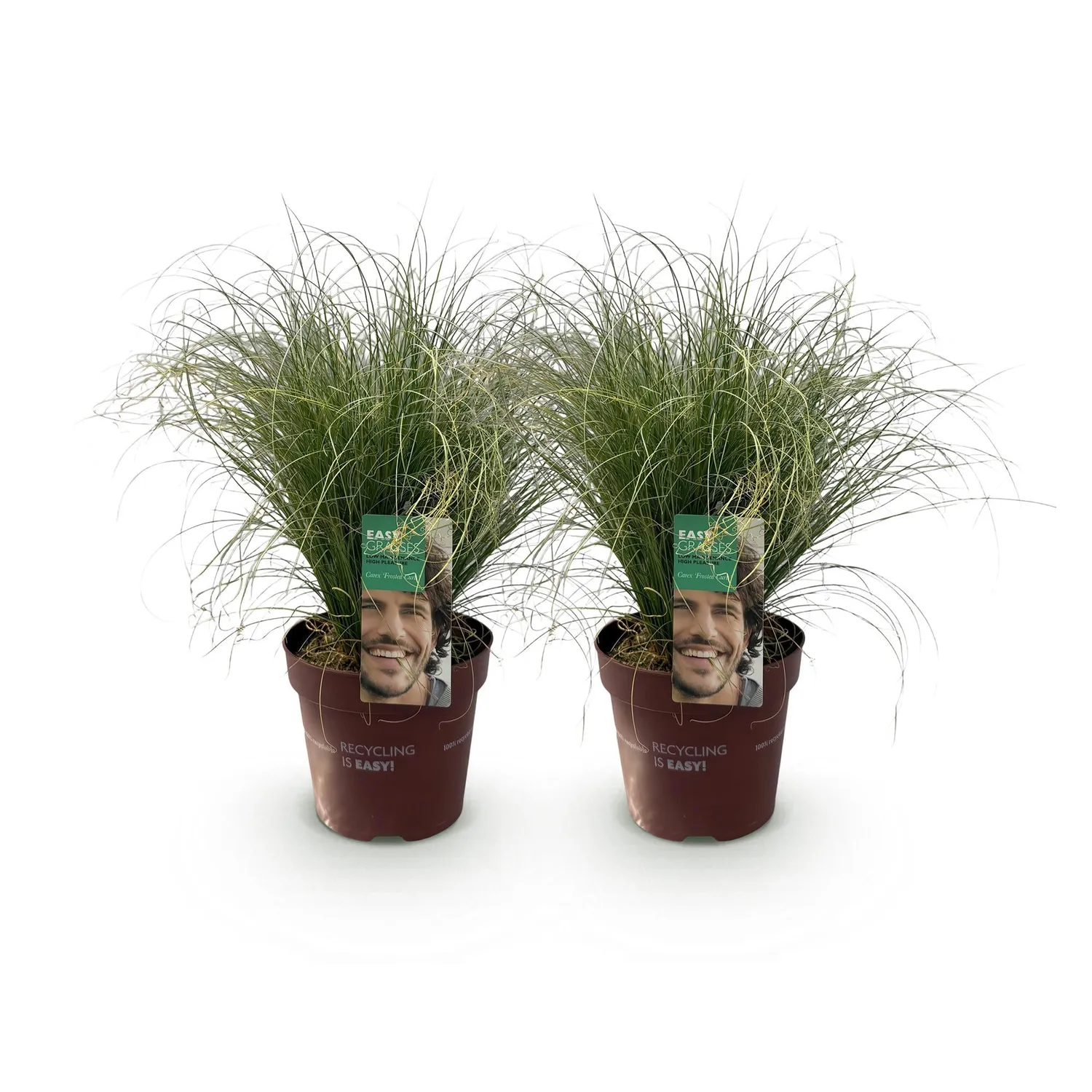 Plant and Stories Carex Frosted Curls laîche pot 17 cm ombre