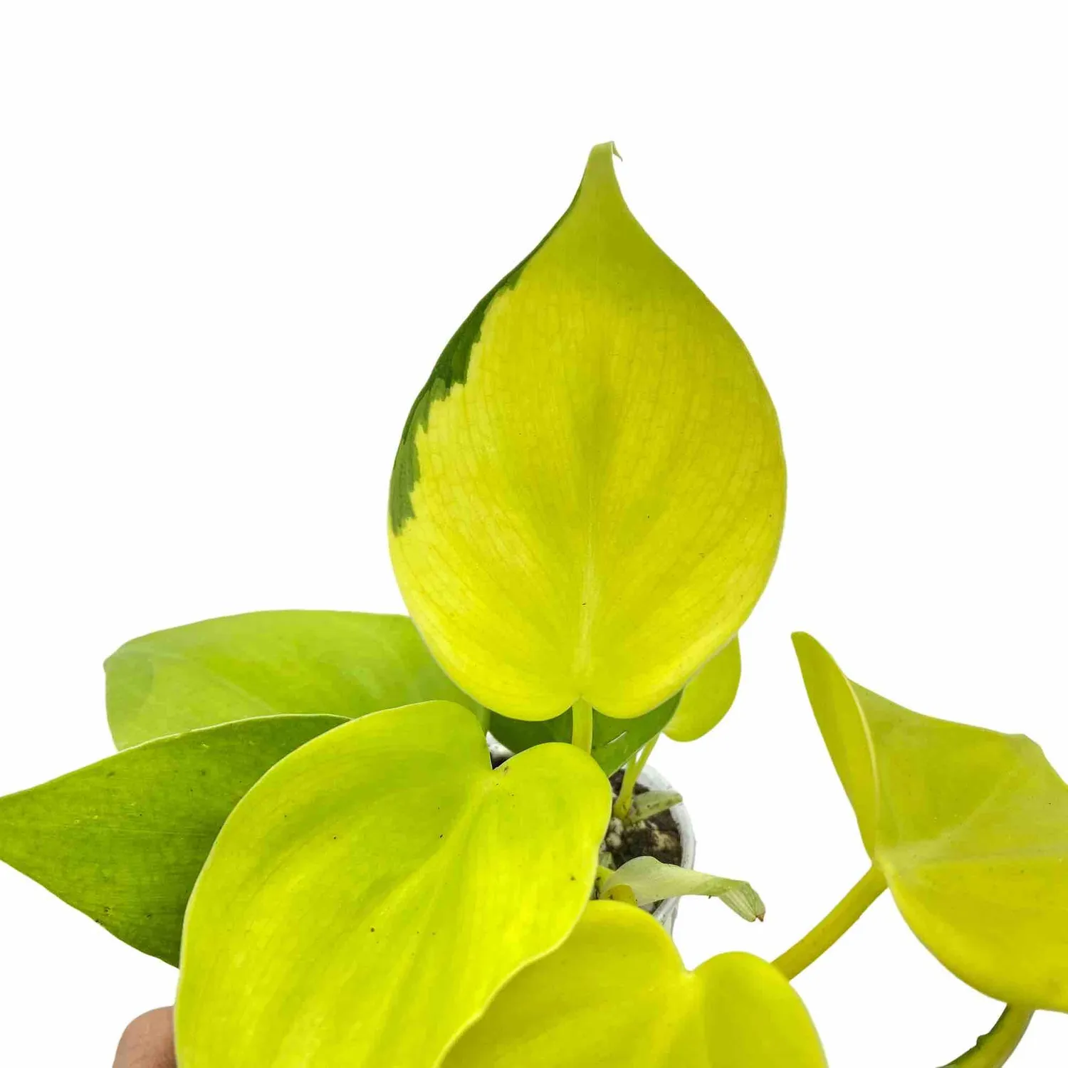 Plant and Stories Philodendron Scandens Lemon Lime pot 12 cm