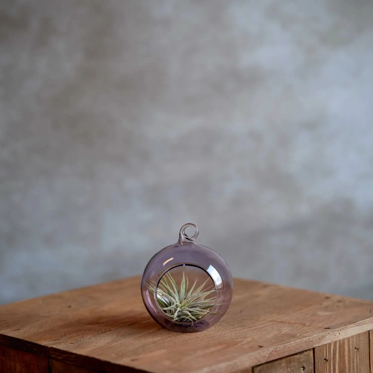 Airplantshop boule en verre 8 cm plante aérienne tillandsia