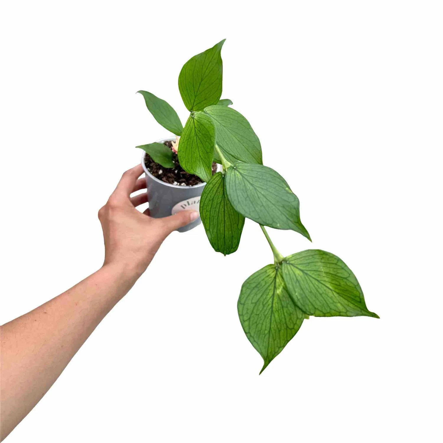 Plant and Stories Polyneura hoya plante pot 6cm feuilles nervurées
