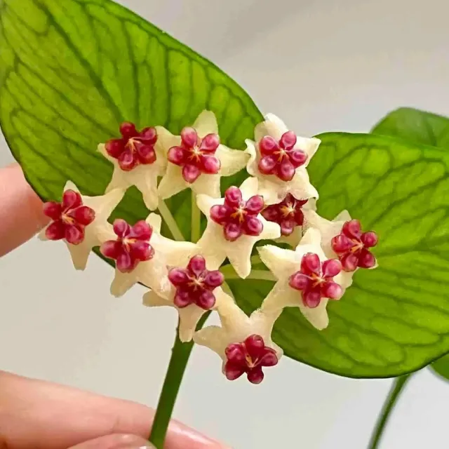 Plant and Stories Polyneura Silver hoya plante pot 8 cm