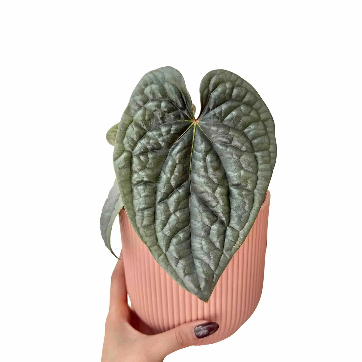 Plant and Stories Anthurium Luxurians plante pot 6 cm bullée