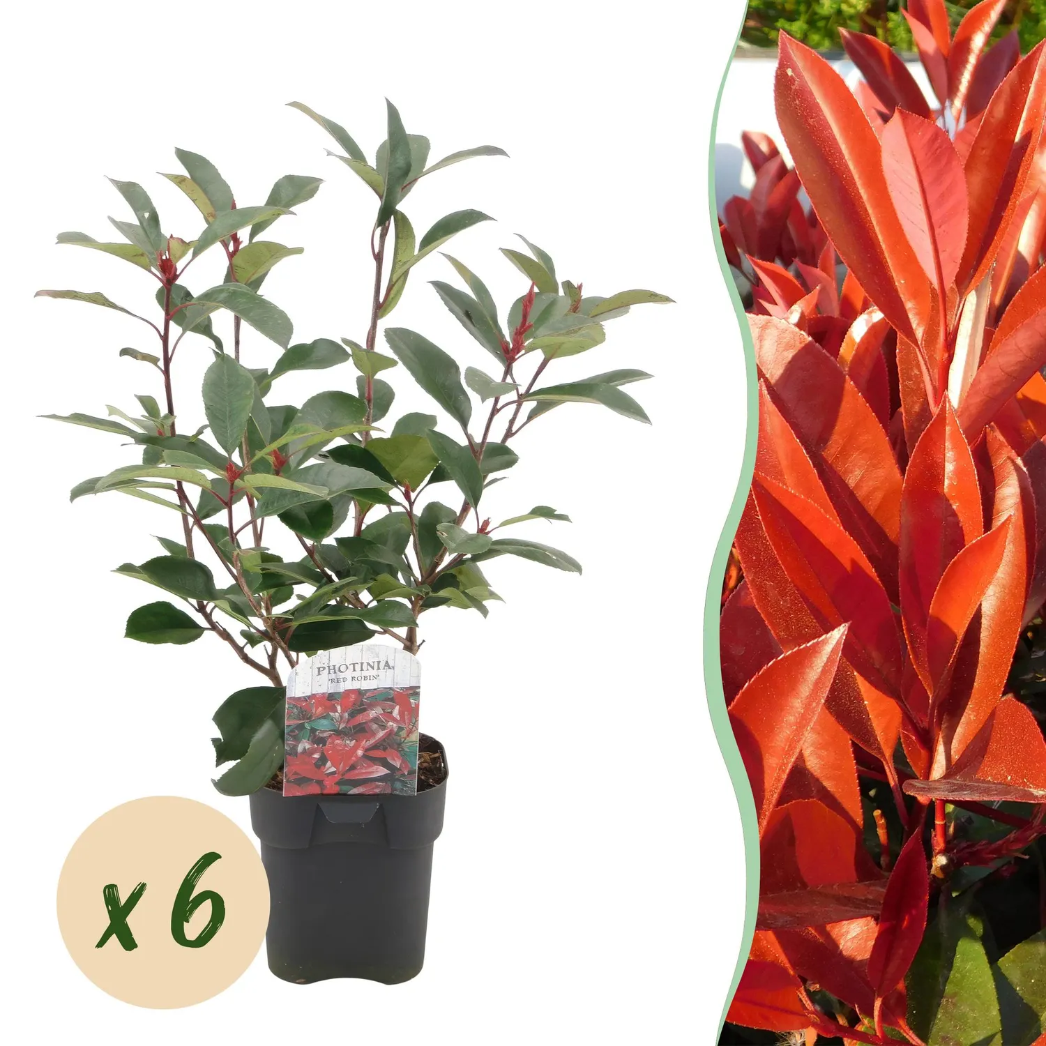 Plant and Stories Photinia Red Robin plante de haie lot 6 rouge