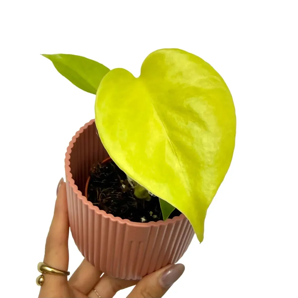 Plant and Stories Monstera Lime Banana plante pot 7cm citron