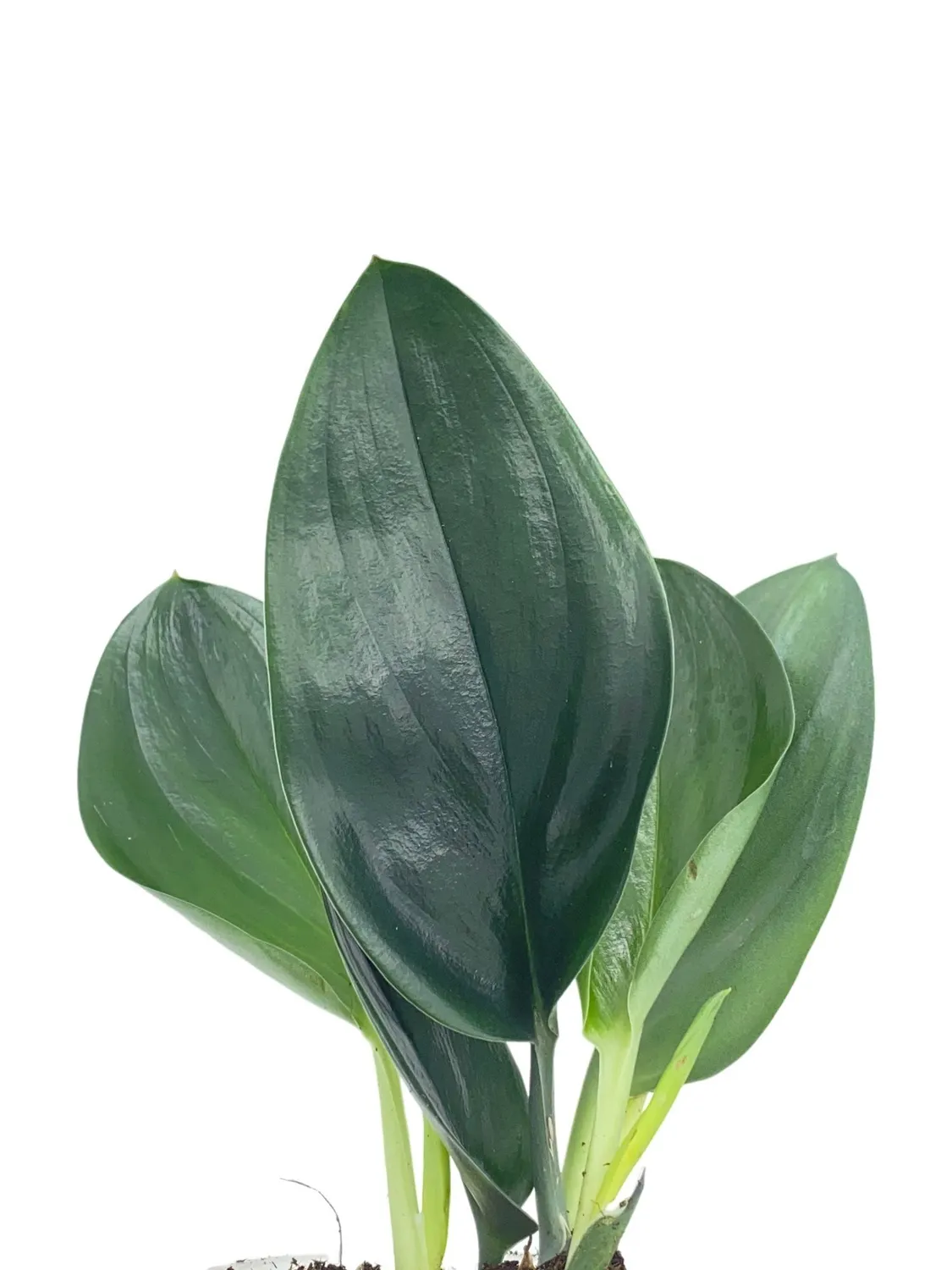 Plant and Stories Scindapsus Treubii Dark Form grimpante pot 12 cm