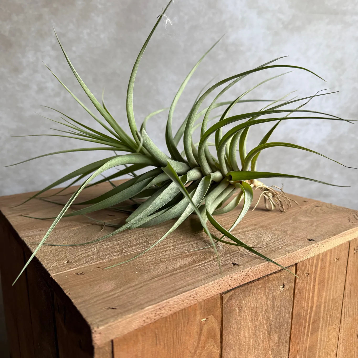 Airplantshop Tillandsia incarnata plante 20 cm gris-vert