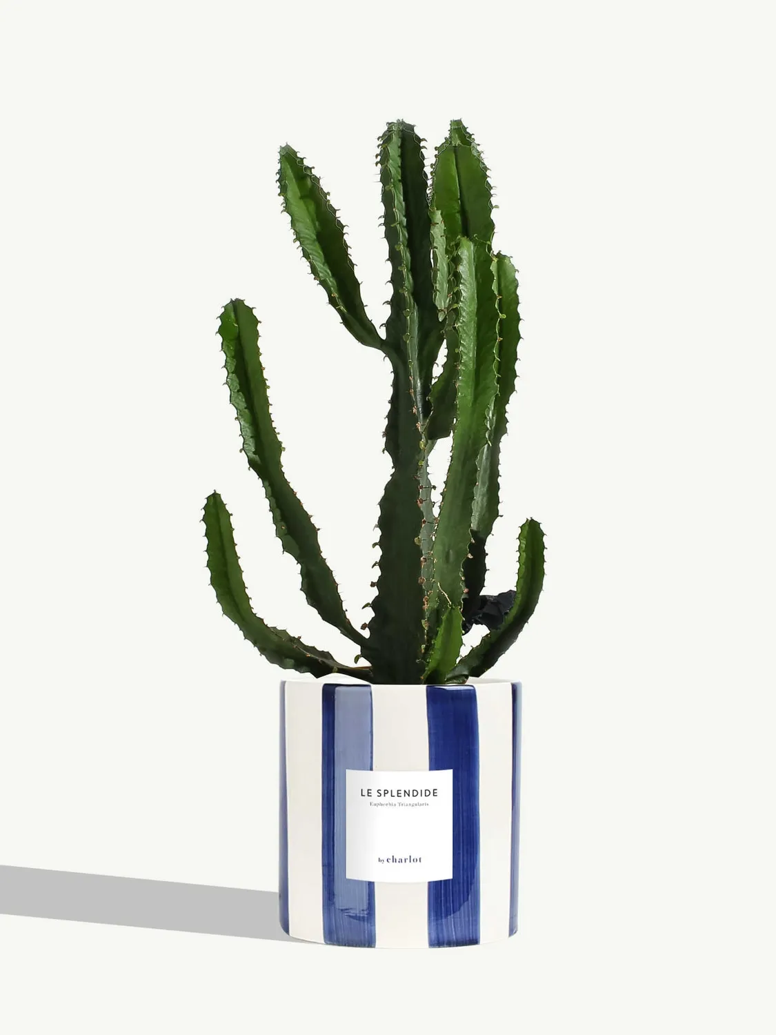 By Charlot Le Splendide euphorbe plante pot 14 cm soleil