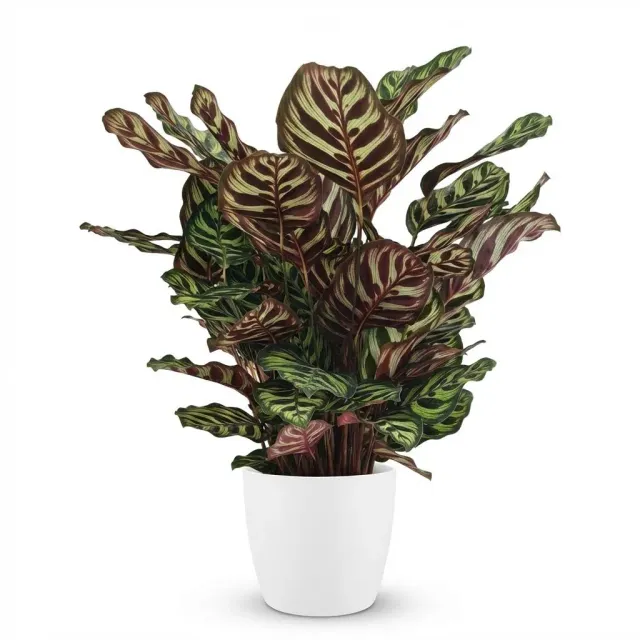 Plant and Stories Calathea Makoyana plante intérieur 70 cm paon
