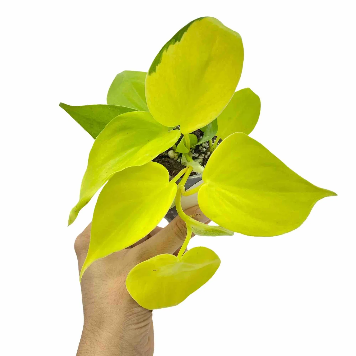 Plant and Stories Philodendron Scandens Lemon Lime pot 12 cm