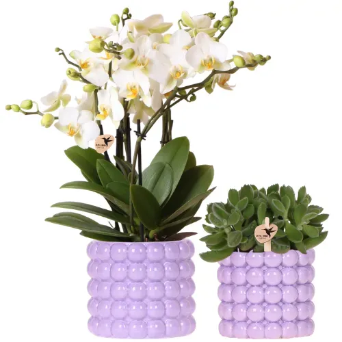 Plant and Stories Lausanne orchidée phalaenopsis blanche coffret pot 12cm