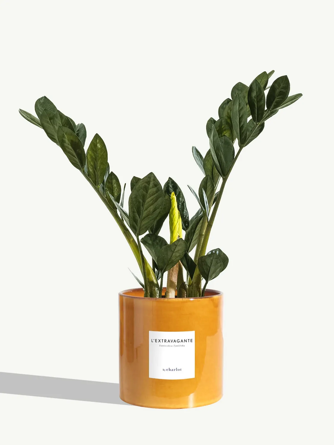 By Charlot L’Extravagante plante verte 50 cm pot 14 cm