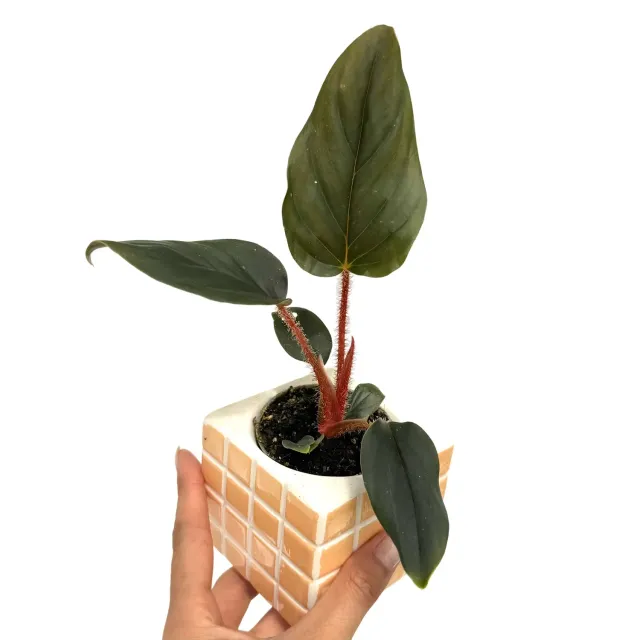 Plant and Stories Philodendron Serpens x Squamiferum plante pot 6 cm