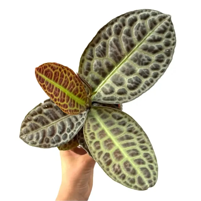 Plant and Stories Labisia Turtle Back plante d'intérieur pot 9cm feuillage texturé