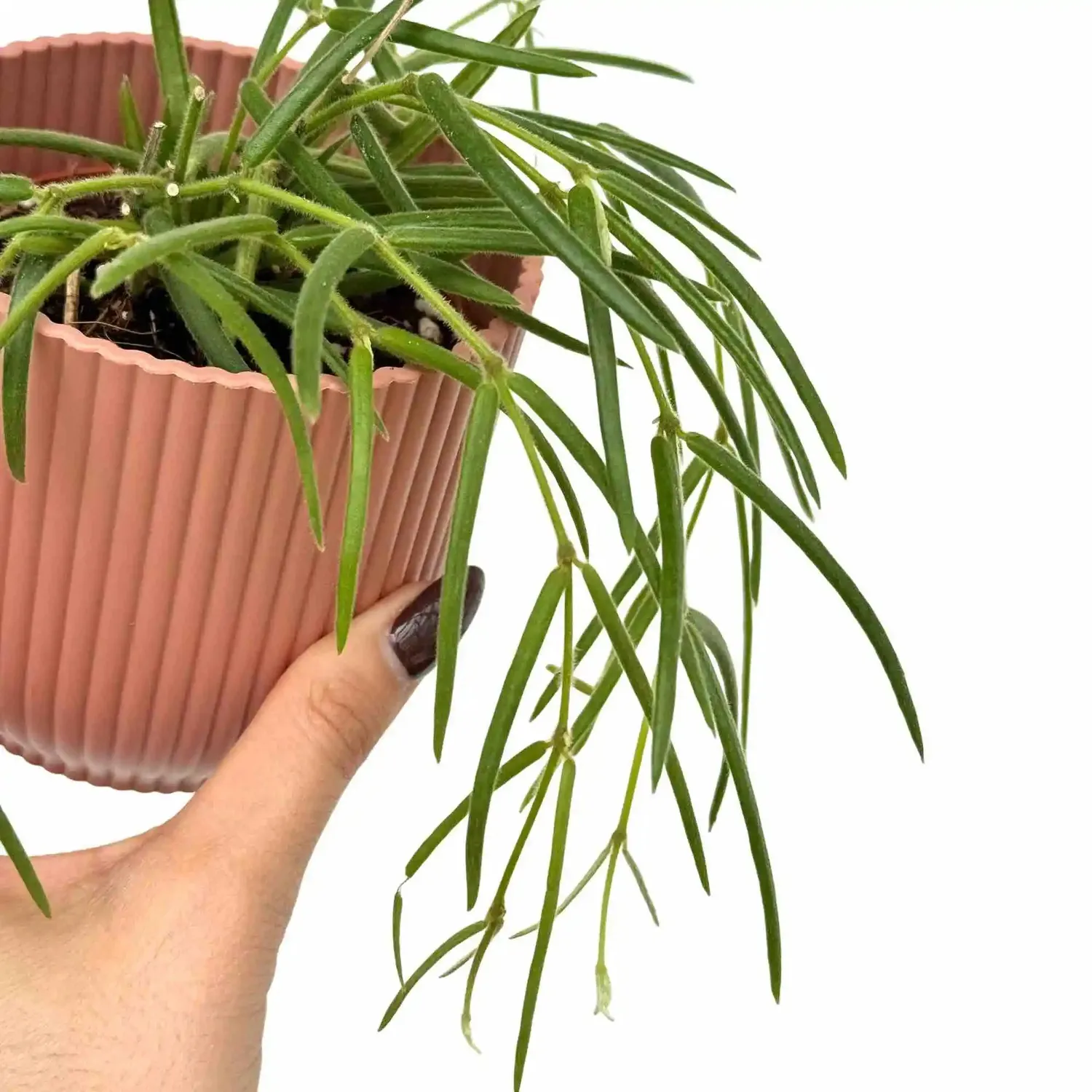 Plant and Stories Hoya Linearis pot 9 cm velouté